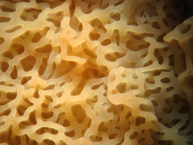 Mah... (Phlebia tremellosa)